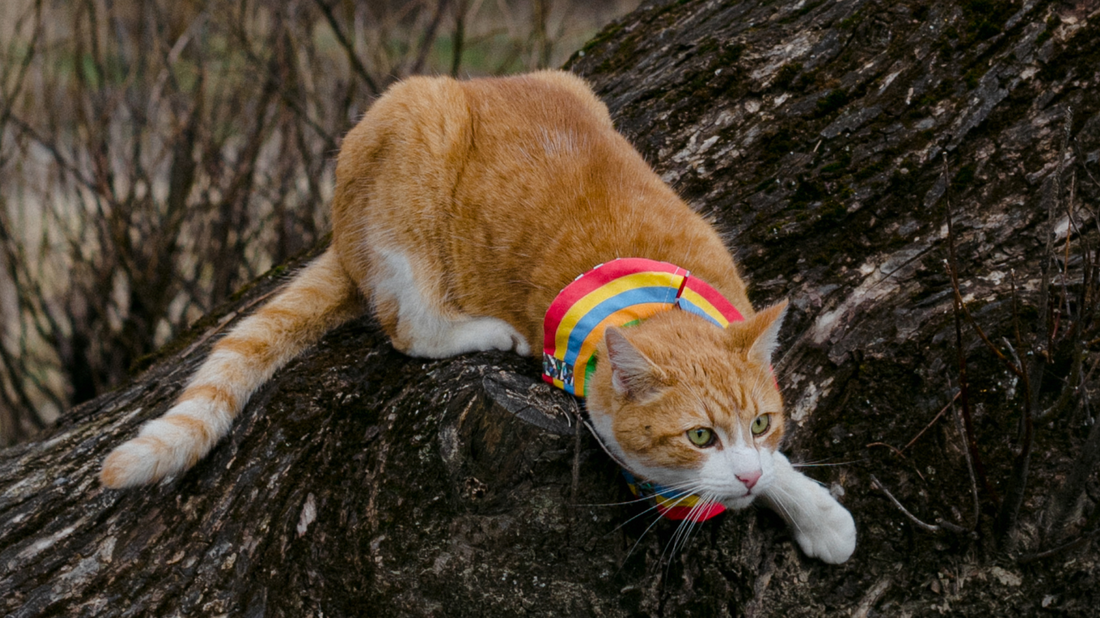 Learn More About Cat Scrunchies